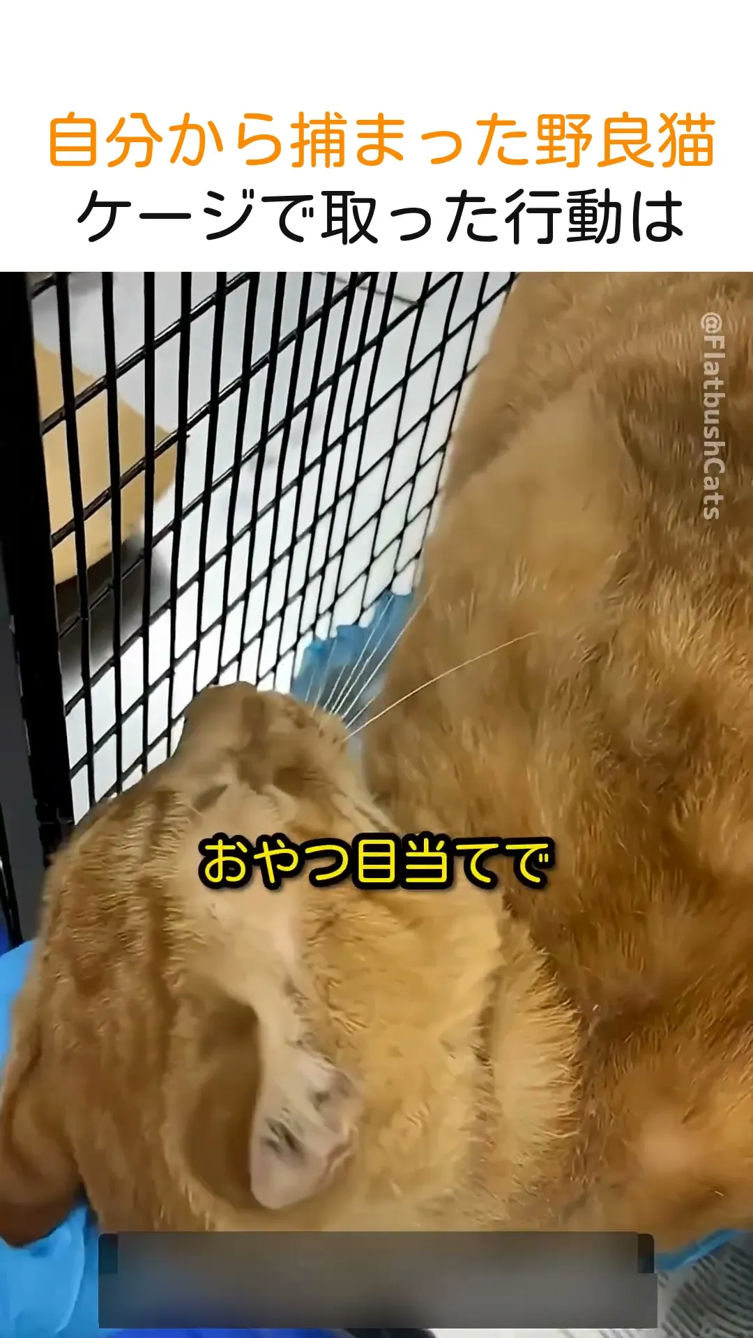 自分から捕まった野良猫、ケージで取った行動は