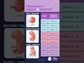 How to Calculate Pregnancy Weeks and Calendar Months Tips for new mama