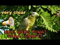 Download Lagu SUARA BURUNG PUNAI MENDEKAT / SUARA BURUNG PUNAI (Sangat Jernih)