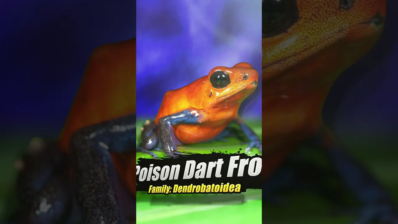 TierZoo channel featured image