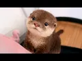 You Will Die From The Cuteness of These Baby Animals Funniest Animal s Ever