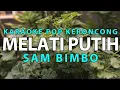 Melati Putih - Sam Bimbo - Karaoke Pop Keroncong Kenangan | Nada Pria