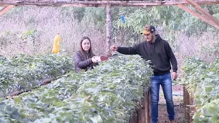 Jovens rurais investem em morango: sistema elevado e cultivo protegido