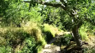 علي ديوب اسمر يا ابو العيون 