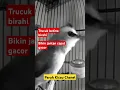 Download Lagu Trucukan betina birahi bikin jantan cepat gacor #shorts #shortsvideo #shortsfeed #shortsviral