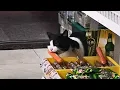 This stray cat came to my store every day to steal ham sausages for a month and never paid a dime