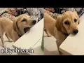 chomp the table