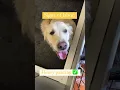 Signs of Labor in Dogs