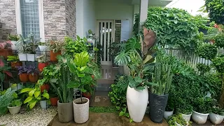 12 tanaman hias daun yang banyak diminati mana yang paling unik