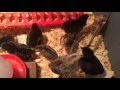 Meet the chicks