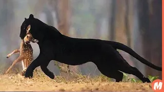 النمر الأسود شبح الغابة الحقيقي  النمر الأسود شبح الغابة الحقيقي