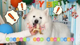 My Dog Stole All Cake Ingredients I Shiro's 7th Birthday + DIY Cake