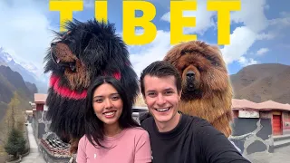 价值 100 万美元的藏獒