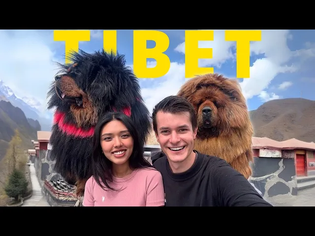 The $1,000,000 Tibetan Mastiff