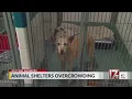 Wake County animal shelter overcrowding