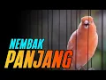 Download Lagu #122 KENARI GACOR PANJANG Rol Rapat Emosi ini AMPUH utk Pancingan Kenari Paud | Kenari vs Lovebird