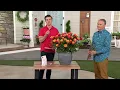 Download Lagu Cottage Farms 1-Piece Strawberry Lemonade Rose Bareroot Plant on QVC
