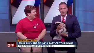 Rescues in Action Lucy the skunk