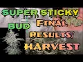 Final Results Harvest Super Sticky Bud Ice Cream Cake Grown Under the Mars Hydro