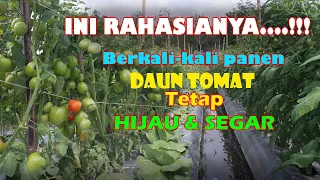 Download Tomat Berbuah Lebat | Berkali-kali Dipanen Daun Masih Hijau Segar | Ini RAHASIANYA #TOMATCORONA F1 MP3