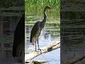 Suara Burung Bangau Biru Besar yang Menakjubkan #shorts #bird #heron