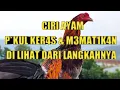 Download Lagu CIRI AYAM P*KUL K3RAS \u0026 MEM4TIKAN//DARI CARA BERJALAN