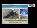 STC Virtual Turtle Walk