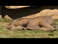 Download Lagu Mother elephant can't wake baby sound asleep, asks keepers for help