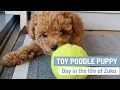 TOY POODLE PUPPY Cute Toy Poodles Mini Poodle Puppy Day in the life of Zuko