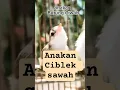 Lagu anakan burung ciblek sawah #anakanburung #ciwah #salome #cibleksawah #ciblek #prenjak #prenjakklik