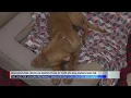 Dog recovers from leg amputation at TAPS No-Kill Animal Shelter