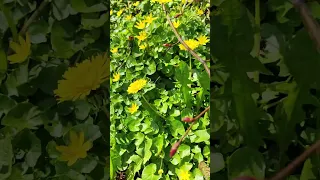 ازهار الربيع طبيعة Sortes يوميات سورية في هولندا 