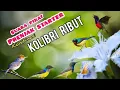 Download Lagu Suara Pikat Burung Kecil Kombinasi Prenjak Starter Dan Kolibri Ribut