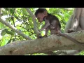Download Lagu aku ingin minum susu mu mamy