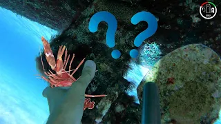 #176t What does a PISTOL SHRIMP + CAVITATION got in COMMON to clean Hulls  | Sailing Sisu Leopard 45