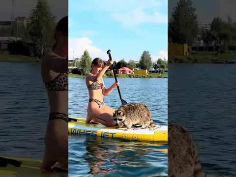 Енот Тёма чуть не остался без прогулки на сапах 🥺