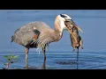 This is Why Alligators HATE the GREAT BLUE HERON