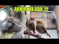 Download Lagu TERNAK BURUNG SIKATAN KERONGKONGAN PUTIH, BURUNG MUNGIL PALING FIGHTER BERSUARA CETAR DARI LAMPUNG