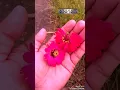 Download Lagu Lagu anak anak lihat kebun ku klip asli bunga