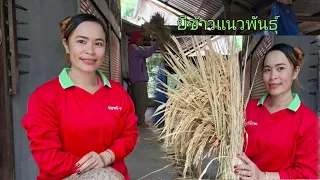 ยีข้าวปลูก ตีข้าวปลูก ข้าวเหนียวพันธุ์ ไว้ให้ปู่ทอนจ้า