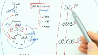 Cetogênese - BIOQUÍMICA FÁCIL!