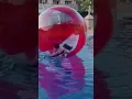 Lagu Water Ball/ Water Walking Ball #shorts #waterball #adventure