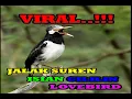 Download Lagu MASTERAN JALAK SUREN SUARA ASLI DAN ISIAN CILILIN \u0026 LOVEBIRD