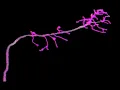 How to use SNT to segment neurons