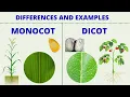 MONOCOT vs DICOT Differences between Monocotyledon and Dicotyledon with Examples Science Lesson