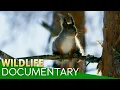 Deciduous Forests A Year of Life and Survival in Temperate Woodlands Nature Documentary