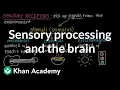 Sensory processing and the brain Cells and organisms Middle school biology Khan Academy