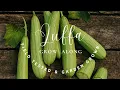 How to Grow Loofah in the UK From Seed to Natural Sponge