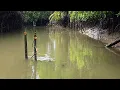 Download Lagu Sambaran tercepat mancing kakap putih penunggu akar pohon bakau
