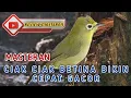 Download Lagu SOLUSI MASTERAN KECIAL KUNING MACET BUNYI AGAR CEPAT GACOR BUKA PARUH || CIAK CIAK MASTERAN HANDAL